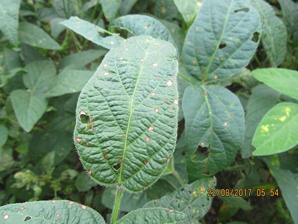 Антракноз сои