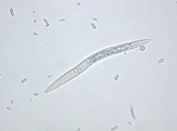 Пшеничная нематода