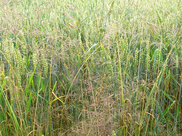 Метлица обыкновенная