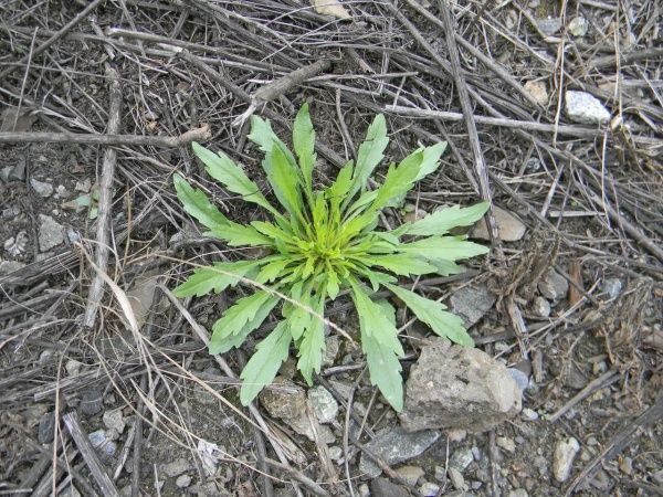 Мелколепестник канадский