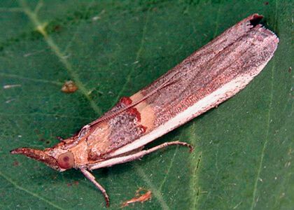 Бобовая (акациевая) огневка