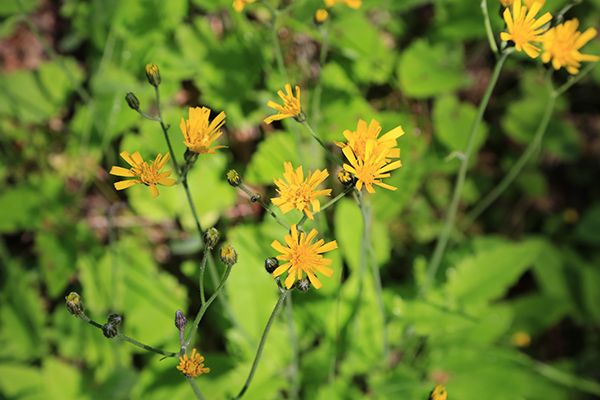 Бородавник обыкновенный