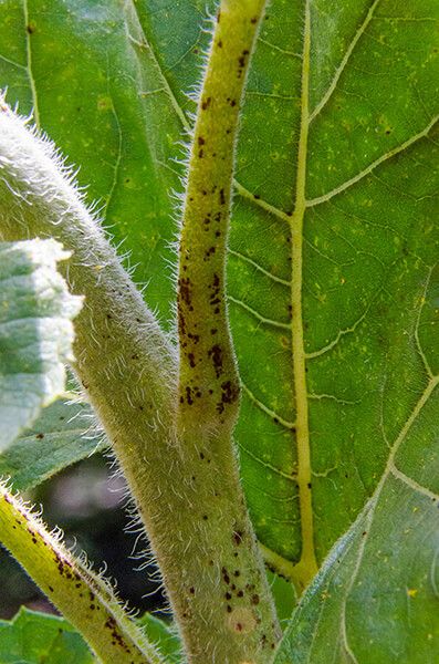 Ржавчина подсолнечника