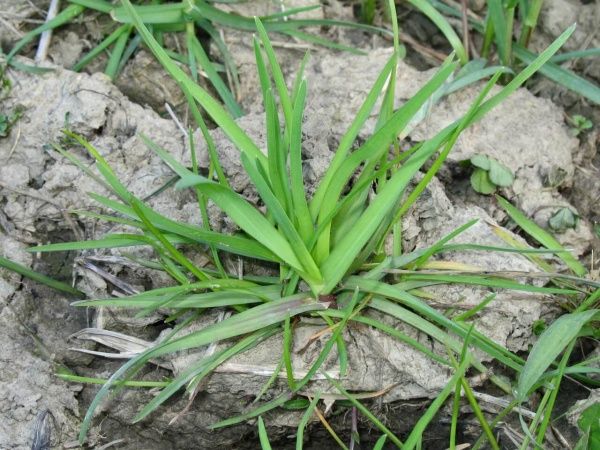 Костер полевой (ржаной)