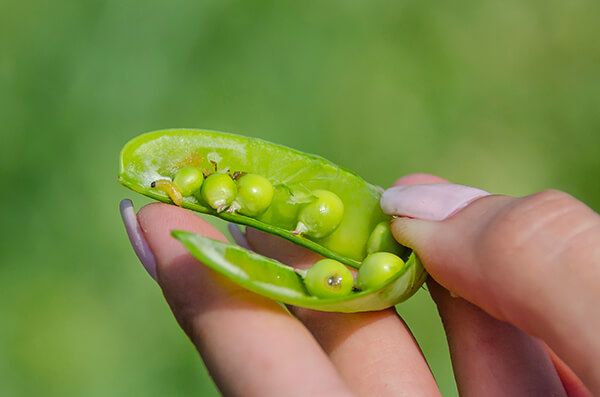 Гороховая плодожорка