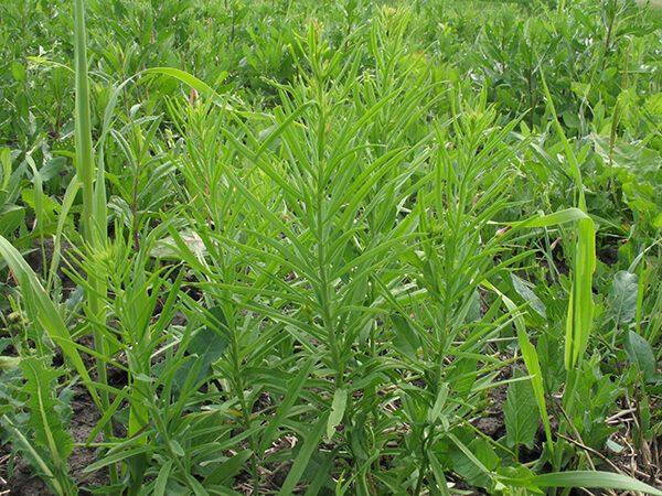 Льнянка обыкновенная