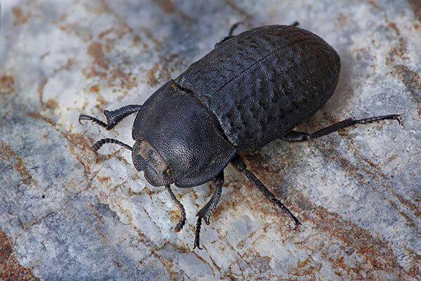 Песчаный медляк