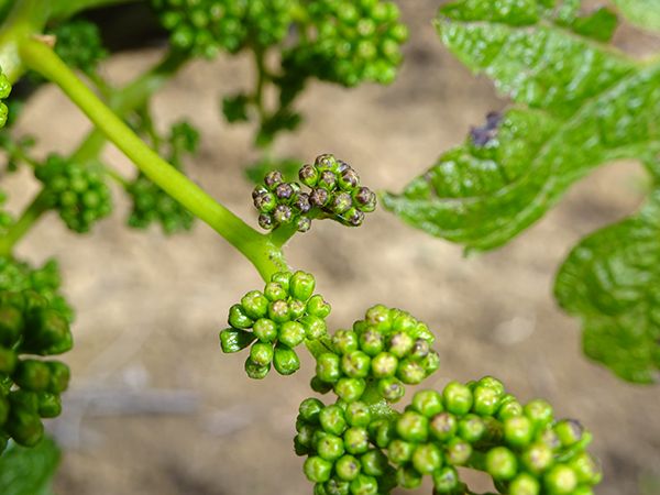 Антракноз винограда