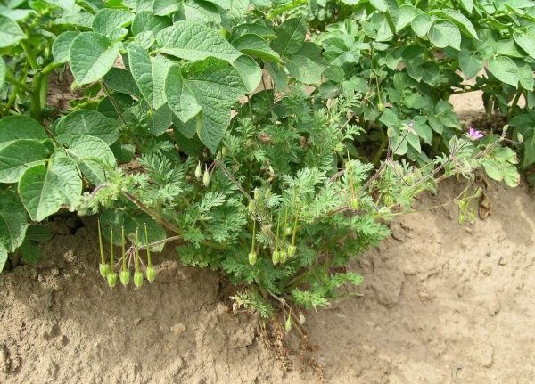 Аистник цикутовый