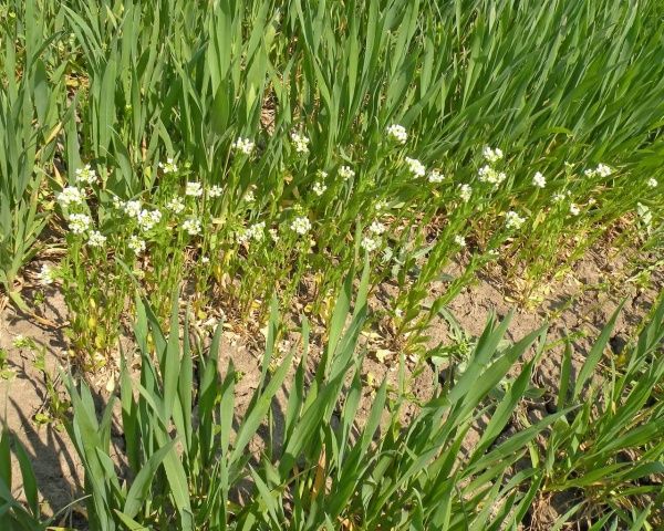 Ярутка полевая