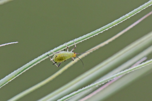 Злаковые тли (обыкновенная злаковая тля, большая злаковая тля, ячменная тля, черемухово-злаковая тля)