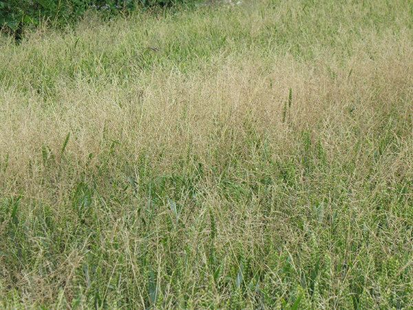 Метлица обыкновенная