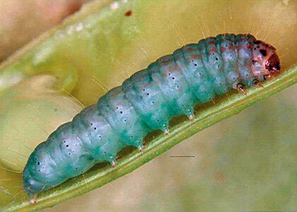 Бобовая (акациевая) огневка