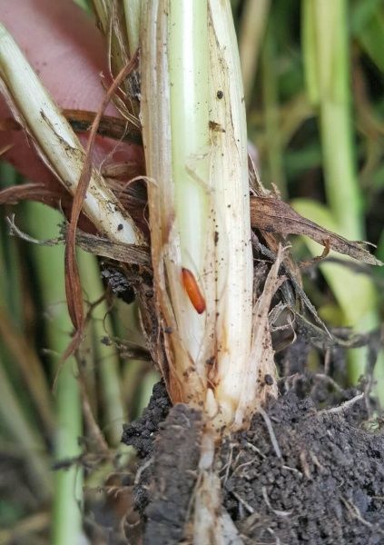 Пшеничная муха