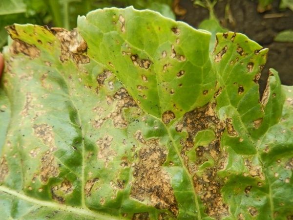 Бактериальная пятнистость