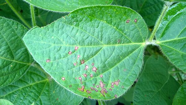 Пурпурный церкоспороз сои