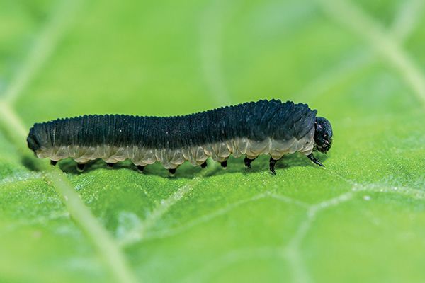 Рапсовый пилильщик