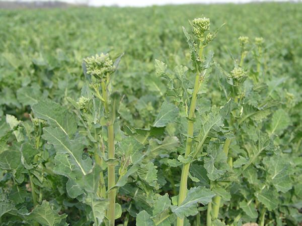 Капуста полевая
