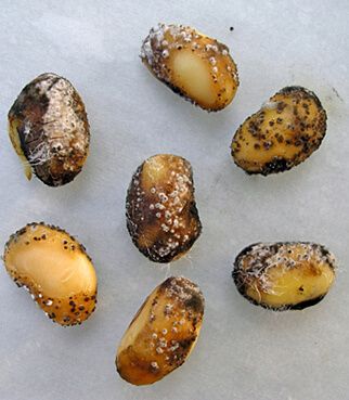 Диапортоз, или фомопсис сои