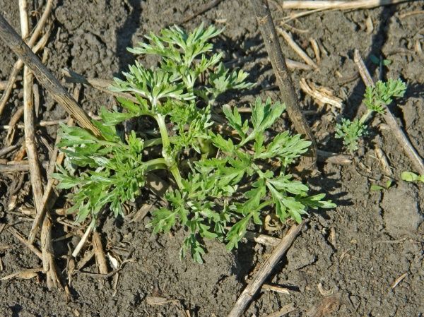 Полынь обыкновенная