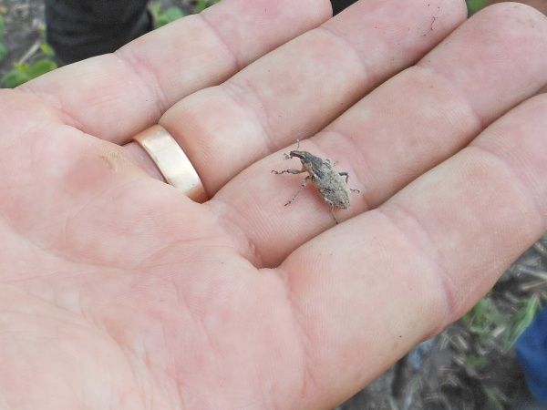 Серый свекловичный долгоносик