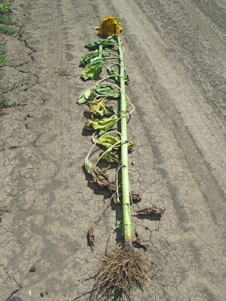 Белая гниль подсолнечника