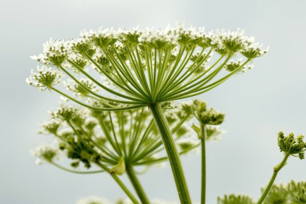 Борщевик Сосновского