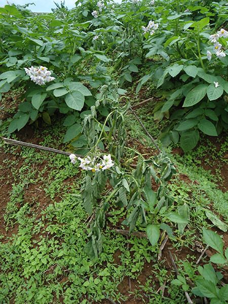 Бурый бактериоз (бактериальное увядание) картофеля