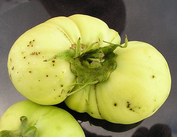 Черная бактериальная пятнистость томата