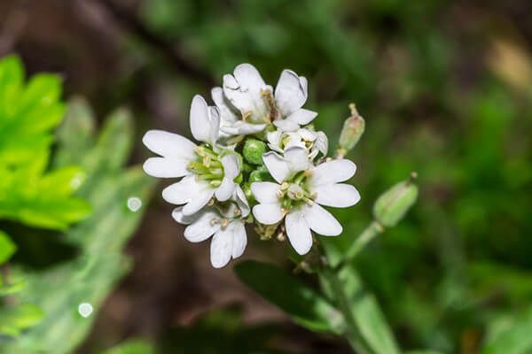 Икотник серый