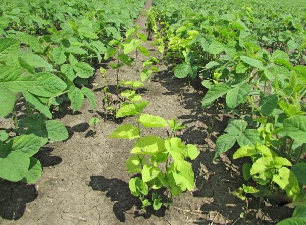 Кирказон обыкновенный