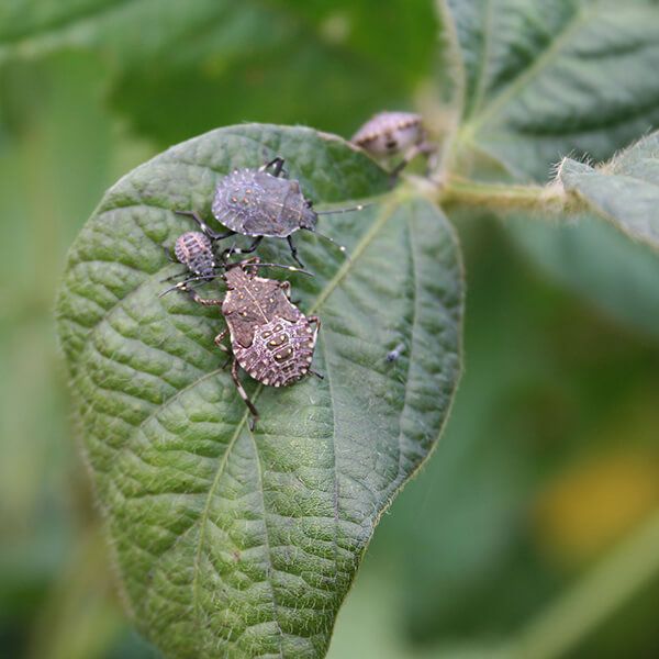 Коричнево-мраморный клоп