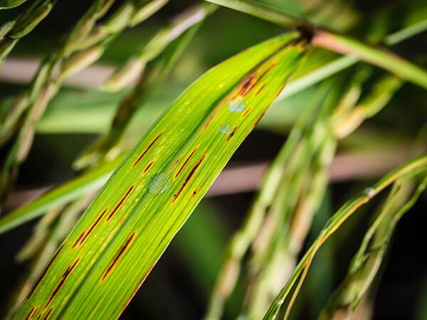 Церкоспороз риса