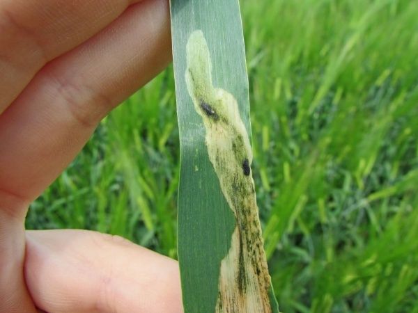 Ячменный минер