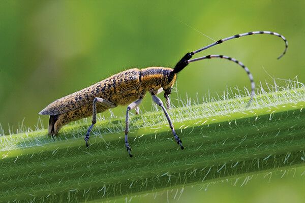 Подсолнечниковый усач
