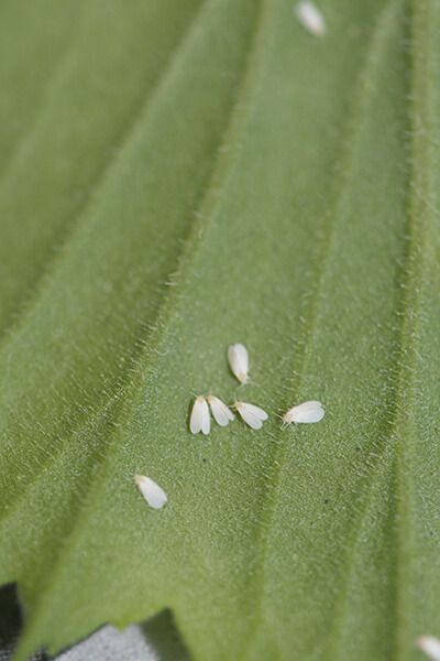 Тепличная белокрылка