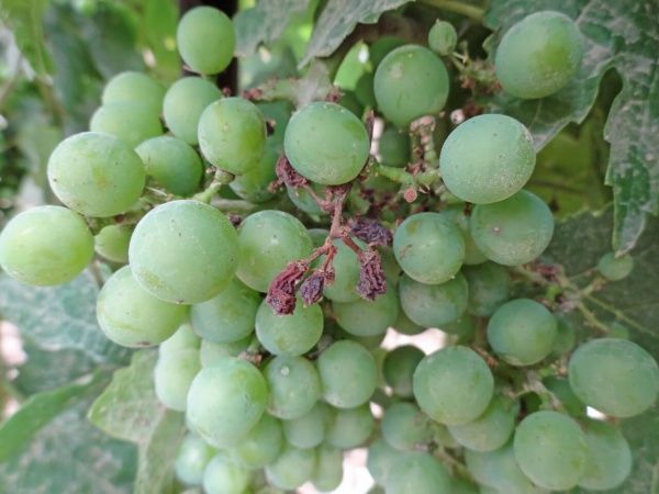 Мильдью (ложная мучнистая роса) винограда