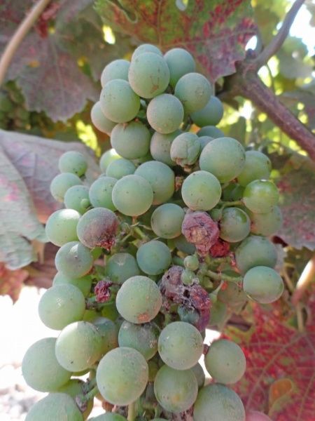 Виноградные листовертки (гроздевая листовертка, двулётная виноградная листовертка)