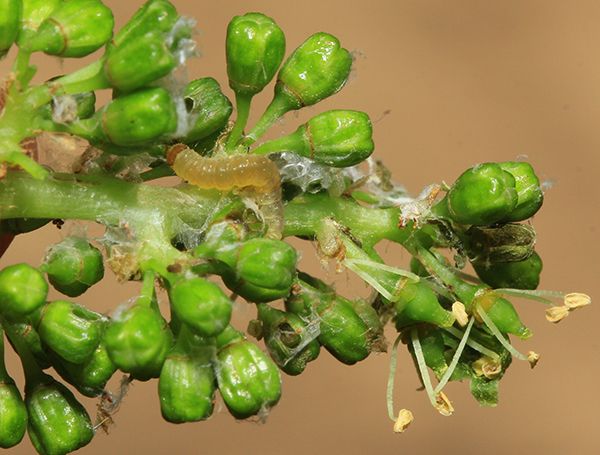 Виноградные листовертки (гроздевая листовертка, двулётная виноградная листовертка)