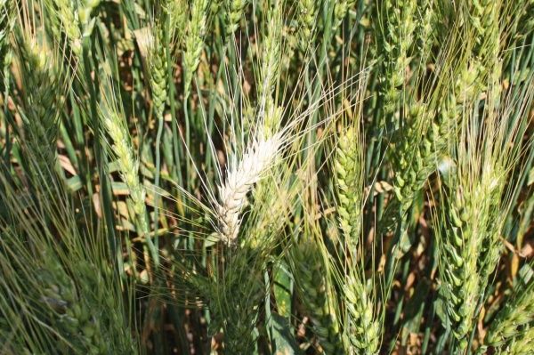 Клоп вредная черепашка