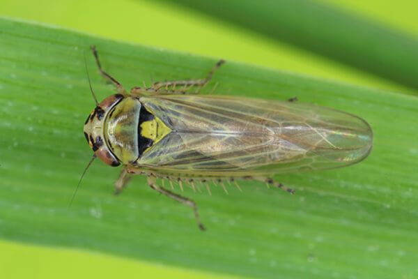 Цикадка шеститочечная