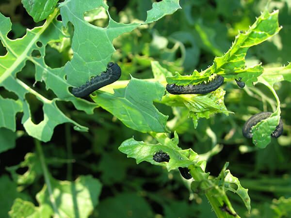 Рапсовый пилильщик