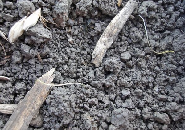 Повилика полевая