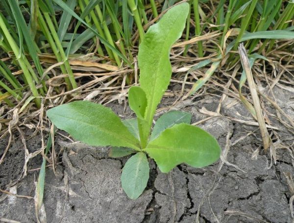 Осот полевой (желтый)