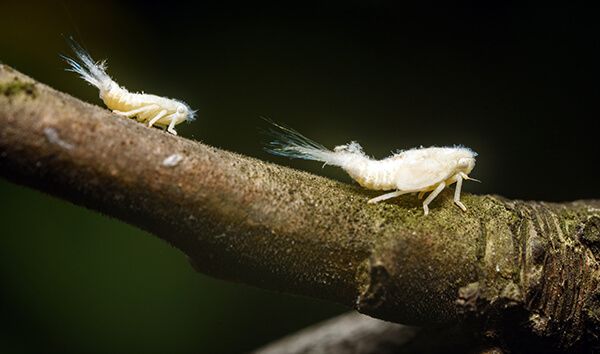 Цикадка белая