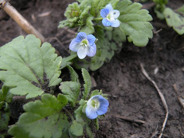 Вероника полевая (пашенная), персидская, плющелистная