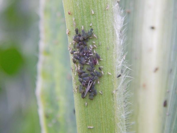 Злаковые тли (обыкновенная злаковая тля, большая злаковая тля, ячменная тля, черемухово-злаковая тля)