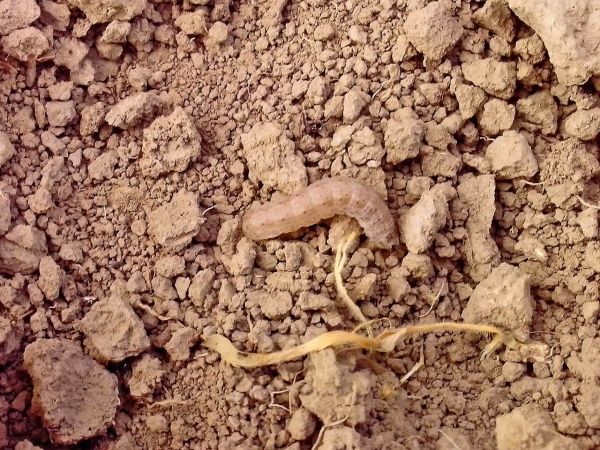 Восклицательная совка