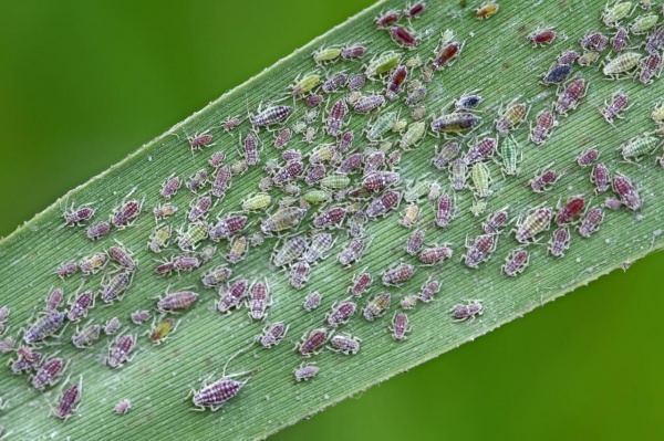 Злаковые тли (обыкновенная злаковая тля, большая злаковая тля, ячменная тля, черемухово-злаковая тля)