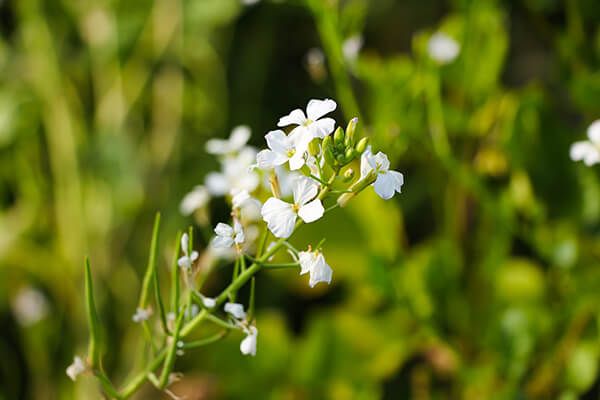 Редька дикая